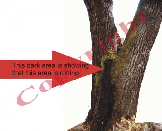 Darkened area shows where rift is inside of tree which needs support