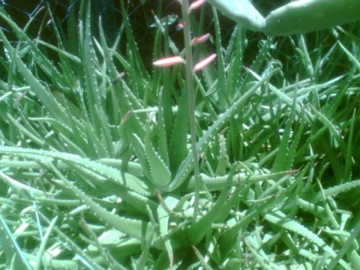 Aloe vera plant uses