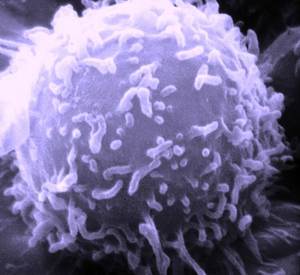white blood cells are the soldiers of our immune systems