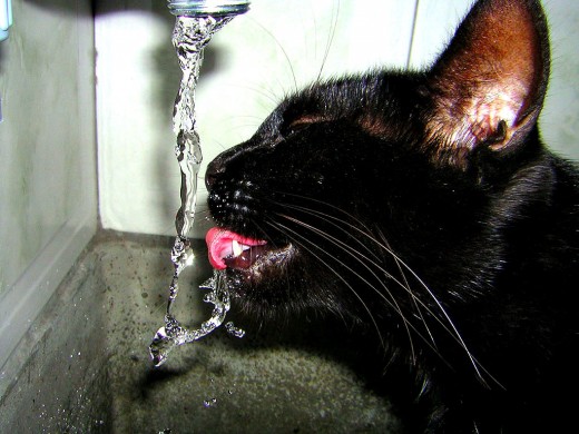 Cats enjoy fresh water just as much as we do.  You can provide them with this with a Cat Water Fountain.