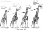 The giraffes get longer necks the more they stretch them