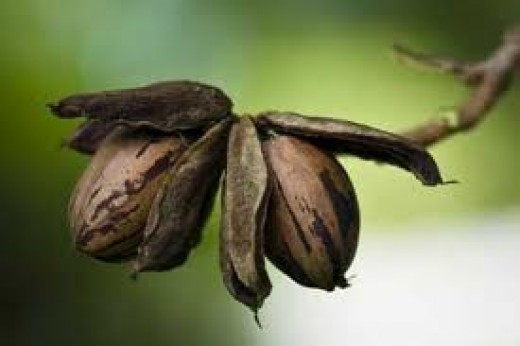 The Texas sweet native pecan! 