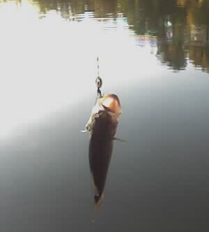 A small bass from Gibb's Pond