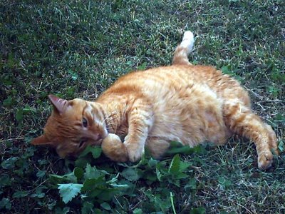 cats can destroy your catnip plants