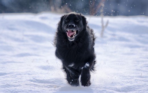 Cold weather is fun for furry dogs, but dog booties can help short haired or small dogs cope better with snow.