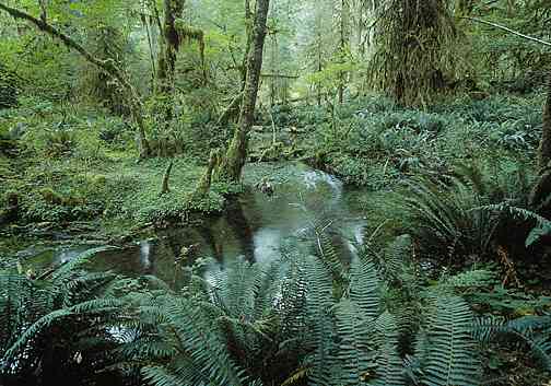 Tropical rainforest (Photo courtesy of http://kbears.com/)