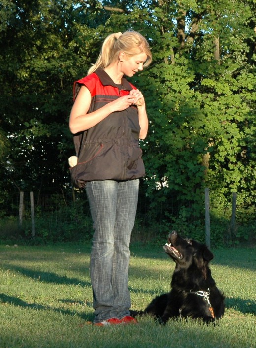Dog training can be done with the help of training collars.