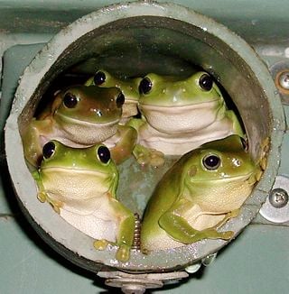 Not in a 'water tank' as such, but these frogs are every bit as happy as those in the Dubbo Aeradio water supply