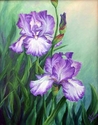 Sharon's Irises