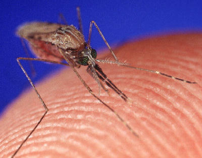 The most dangerous creature on Earth