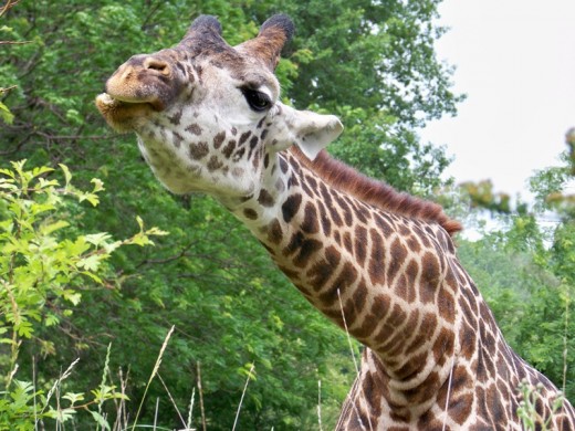 Giraffe at the Cleveland Metroparks Zoo