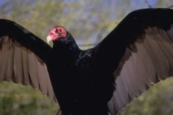 Turkey vultures (also known as buzzards in the southern United States) are large blackish brown birds that can be found throughout North America from southern Canada southward.