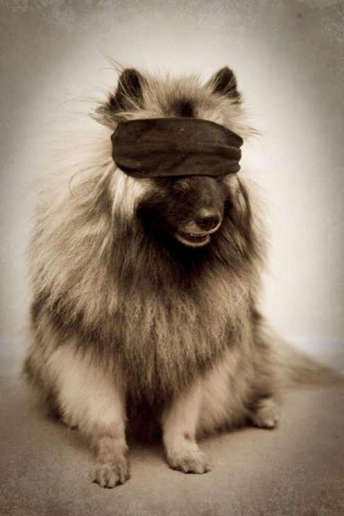 Beautiful Dogs like to play hide-and-seek also! A blindfolded dog is an unusual sight!