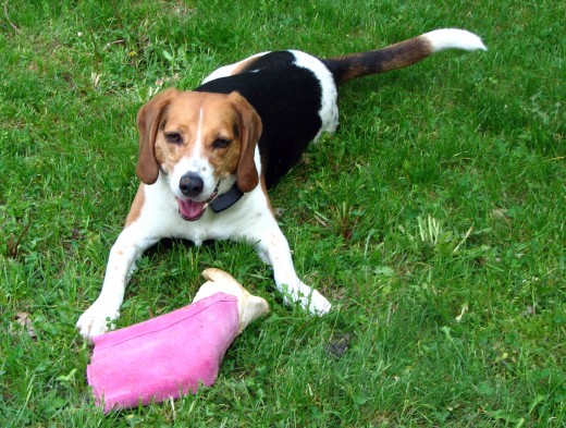 George, our rescued Beagle and his favorite toy, my garden gloves!