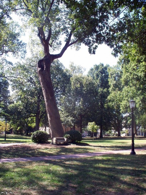 This large tree marks the spot where, as legend has it, Revolutionary War General William R. Davie selected the site for the University. Actually, a six-man committee from the University's first governing board chose the site in November 1792. 