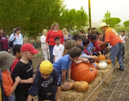 A great place for an educational farm experience, The Peltzer Pumpkin Farm in Temecula.