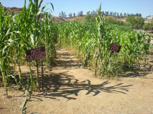 Get lost in an acre of corn stalks at the Peltzer Pumpkin Farm.