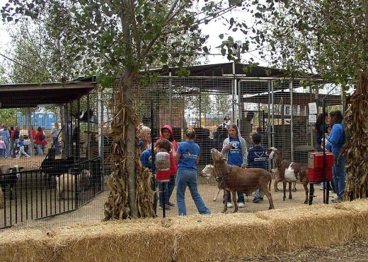 Come and feed the gentle animals on the Peltzer Farm.