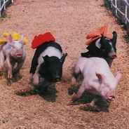 Root for your favorite pig!