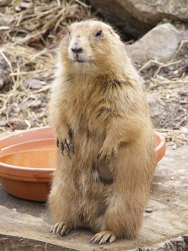Newquay Zoo: Prairie Dog, 