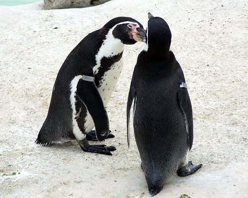 Newquay Zoo: Penguins 