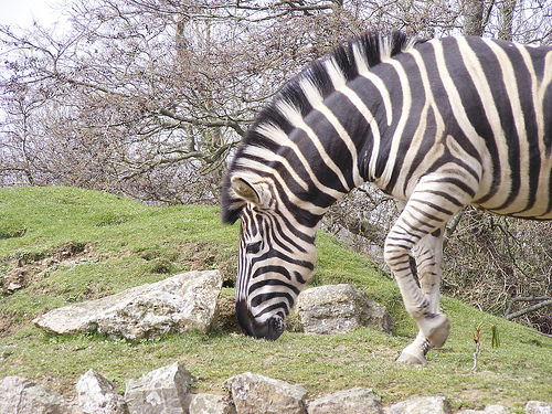 Newquay Zoo: Zebra 