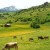 Cows seen grazing in the meadows. Cows seen grazing in the meadows.
