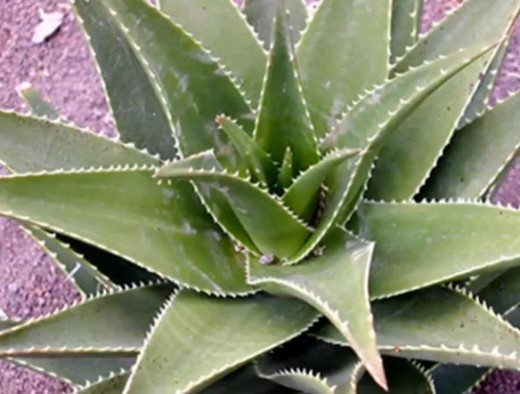 Aloe vera plant uses