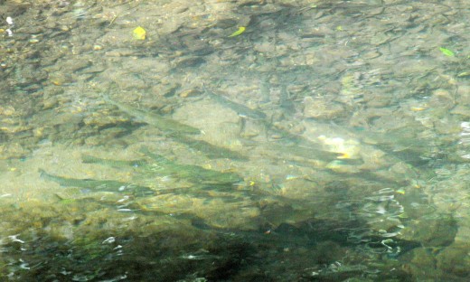 Trout can be seen in the cool clear waters. Author photo.