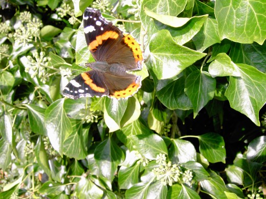 Hedge Bindweed, with Ivy and the Honeysuckle Common Climbers | HubPages