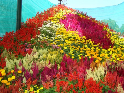 Flower Show at Glass House,Lal Bagh