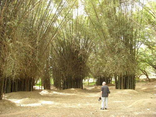 Bamboo Grove in Cubbon Park