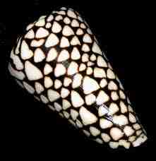 Conus marmoreus (marble) lovely and deadly.