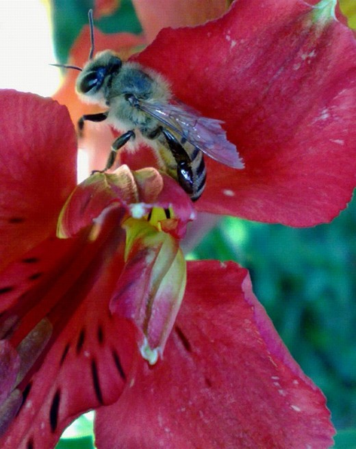 This specific bee was taken in my garden and you can also see the broken wingtips, look at the texture and detail.