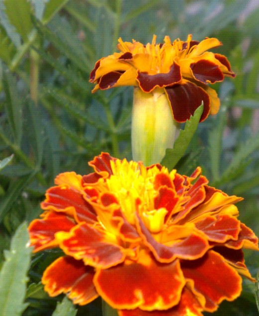 This close up of the Afrikaner flower was taken in my garden.