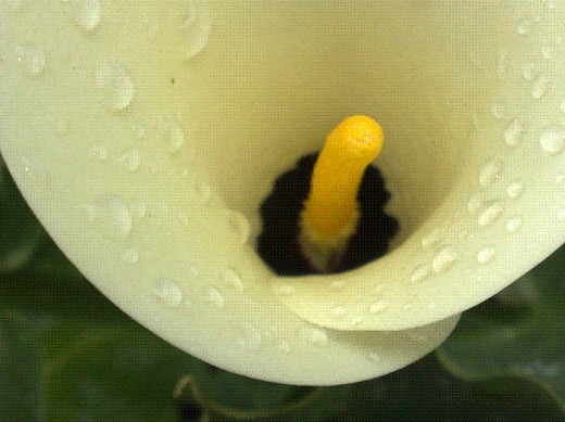 This lily was also taken in my garden. Notice the black centre. Lilies always remind me of the Lily of the Valley, Jesus 