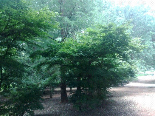 Nature, landscapes and trees are at the top of my most favorite photographic subjects