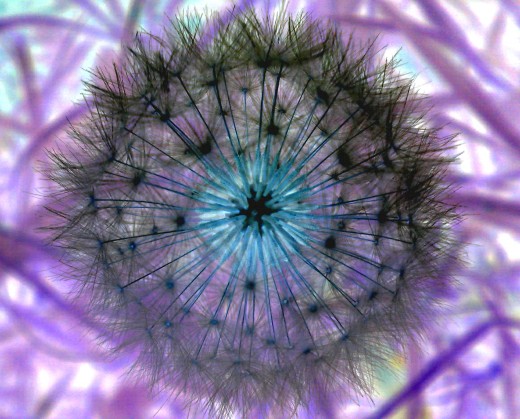 I took a simple dandelion and experimented with different colors. This was my winner.