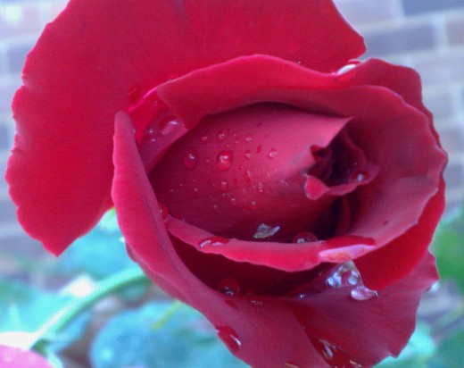 Another "after the rain" shot that captured my eye. A stunning specimen of God's creation.