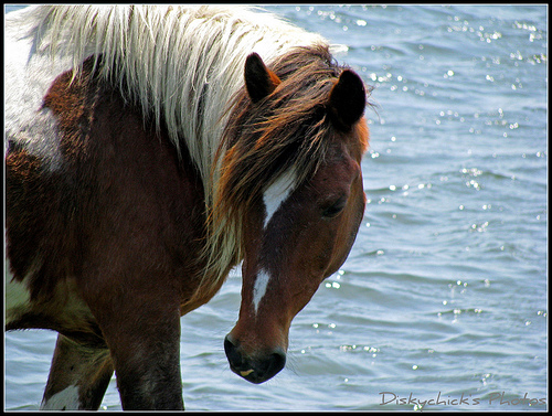 Pony.      Photo by: diskychick