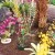 Numerous orchids and other plants... Numerous orchids and other plants...