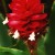 Bromeliad blossom Bromeliad blossom