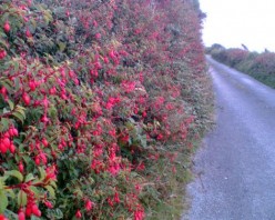 Poem: Ode to Southern Ireland