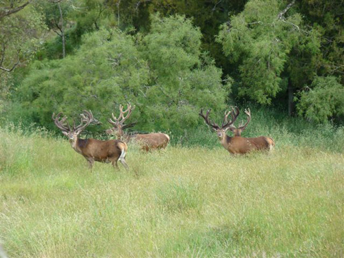 Deerhunter's Edge Hunting Predictor finds the deer activity for you
