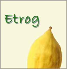 Etrog (a citrus fruit similar to a lemon native to Israel; a citron in English)