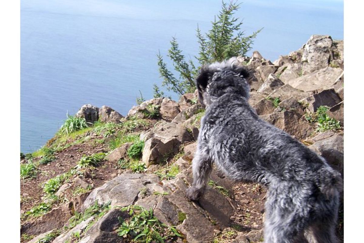 Dogs love the Oregon Coast