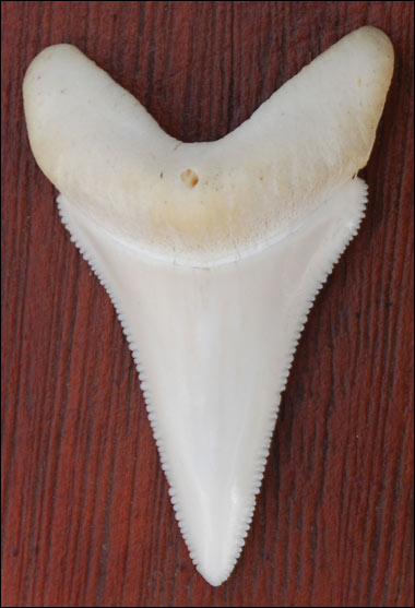 Great White's Tooth. Note the handy serrated edge.