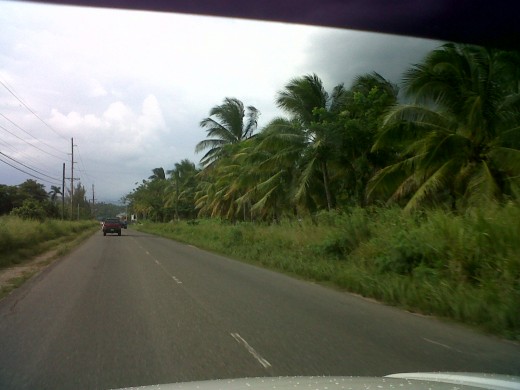 These coconut trees do something for this roadside.