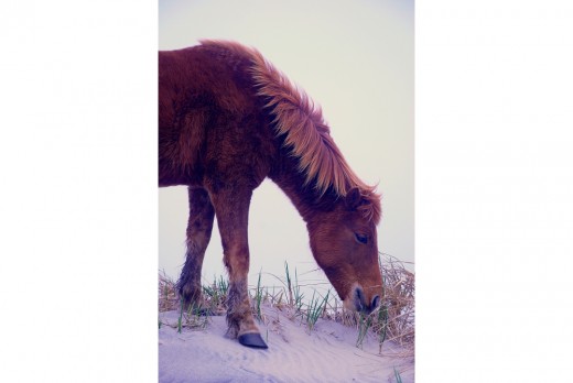 Here you can see the beautiful thick coat on this wild horse.