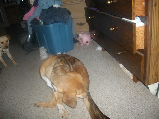 dog... ewwwww